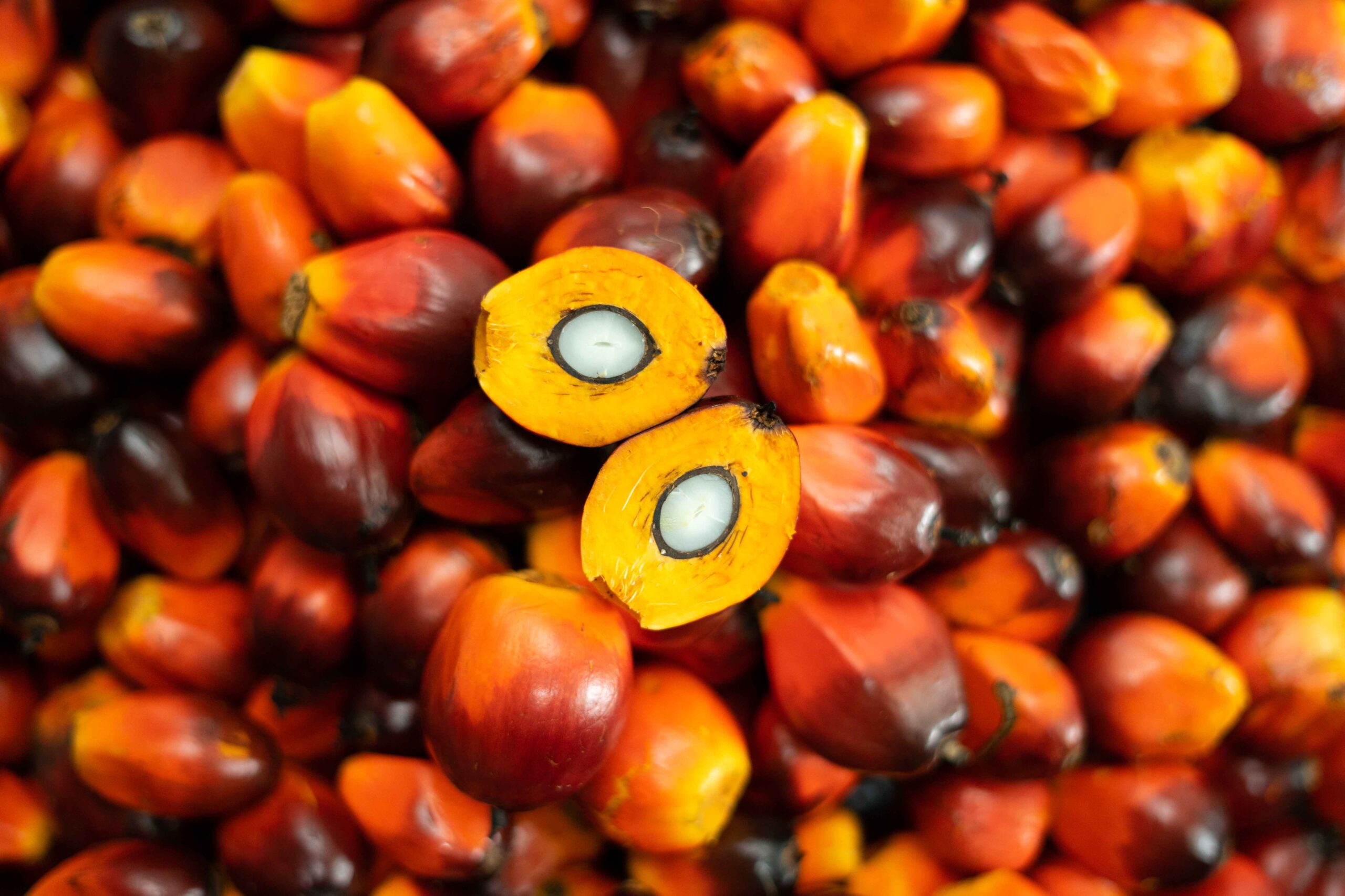 “Think You Know Sustainable Palm Oil? Take Our Quick Quiz!”