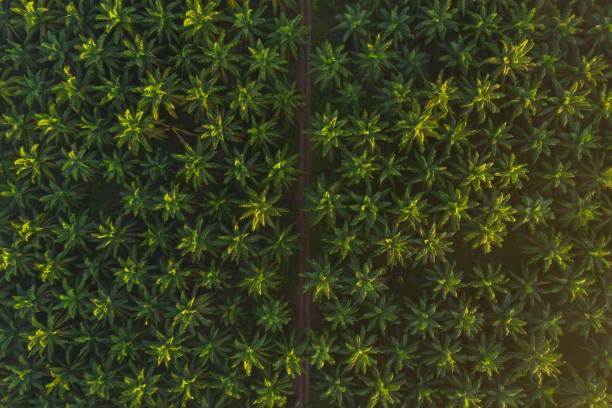 Palm Oil with Purpose: OPSINet x Eco-SD Guthrie Youth Collaboration